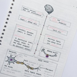 kt-studies