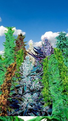 fuckitol420