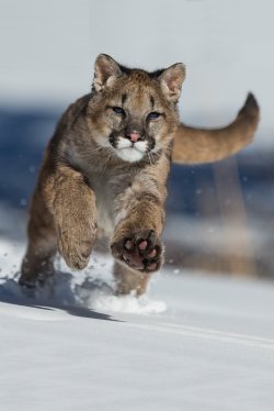 pawzu